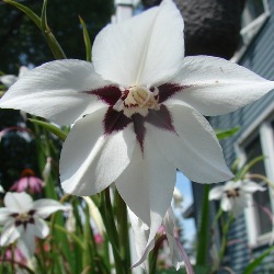 Gladiolus Calianthus