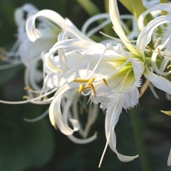 Hymenocallis Advance