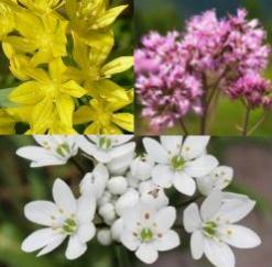 Allium Low-Growing Collection