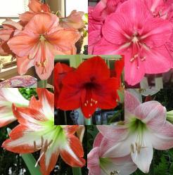 Amaryllis Collection
