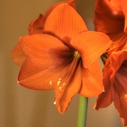 Amaryllis for the Garden