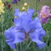 Bearded Iris