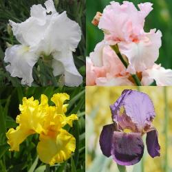 Bearded Iris Collection