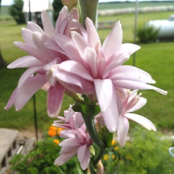 Polianthes Pink Sapphire Double