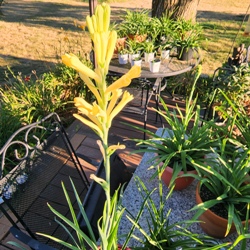 Polianthes Yellow Baby Single