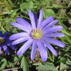 Blue Shades Anemone Blanda