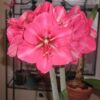 Amaryllis for the Garden