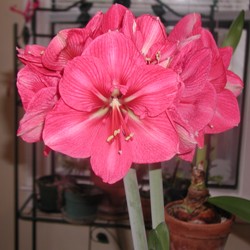 Brazza Amaryllis