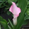 Calla_Pink Calla Lily (Zantedeschia)