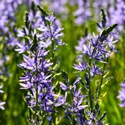 Camassia