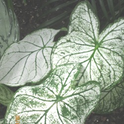 Candidum Fancy Leaf Caladium