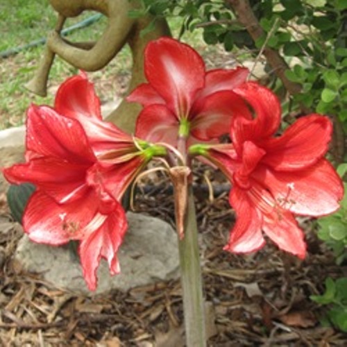Charisma Amaryllis