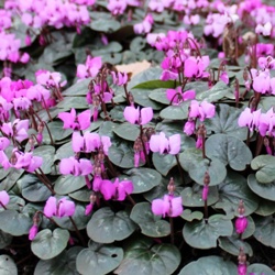 Cyclamen