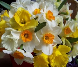 Daffodils