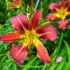 Daylilies_Red Daylilies by the Bushel