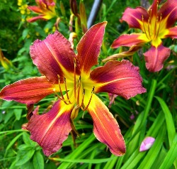Daylilies_Red Daylilies by the Bushel