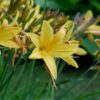 Daylilies_Yellow Daylilies by the Bushel