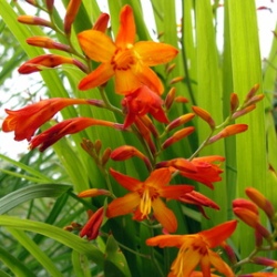 Emily McKenzie Crocosmia