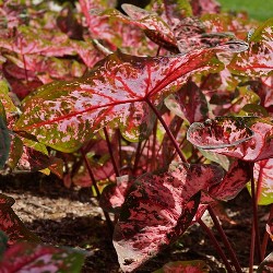 Carolyn Wharton Fancy Leaf Caladium