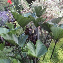 Colocasia Esculenta Tea Cup