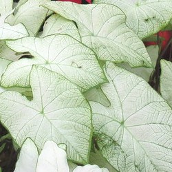 Florida Moonlight Dwarf Caladium