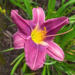 Prairie Blue Eyes Daylily