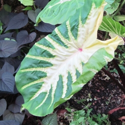 Colocasia Esculenta White Lava