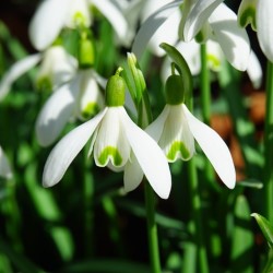 Galanthus