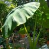 Colocasia Esculenta Jack's Giant