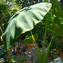 Colocasia Esculenta Jack's Giant