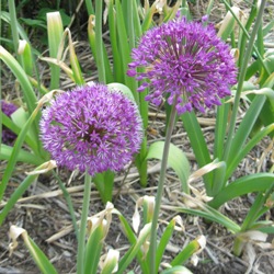 Gladiator Allium