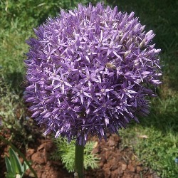 Globemaster Allium