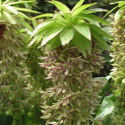 Eucomis Bicolor
