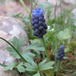Muscari Neglectum
