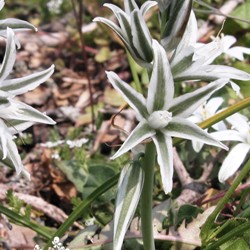 Ornithogalum Nutans