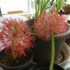Haemanthus (Scadoxus) Multiflora