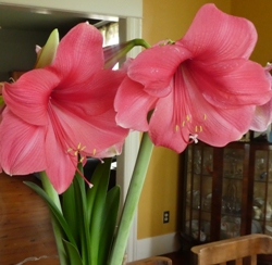 Hercules Amaryllis