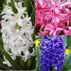 Hyacinth Collection
