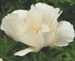 Krinkled_White Krinkled White Peony