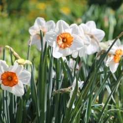 Large_Cup_Professor_Einstein Professor Einstein Daffodil