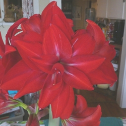 Double Delicious Amaryllis