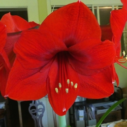 Red Lion Amaryllis