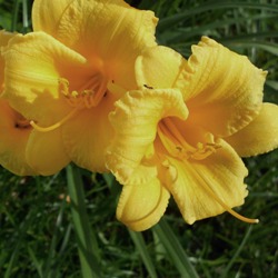 Mary Todd Daylily