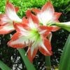 Amaryllis for the Garden