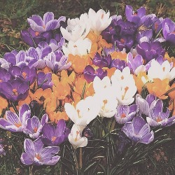 Large Flowering Crocus