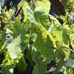 Mojito_MEC Colocasia Esculenta Mojito