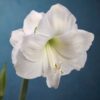 Amaryllis for the Garden