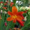 Orange Lucifer Crocosmia