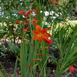 Orange Lucifer Crocosmia