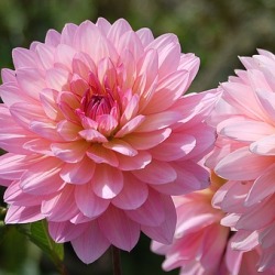Otto's Thrill Dahlia